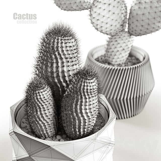 Cactus collection 3dskyfree