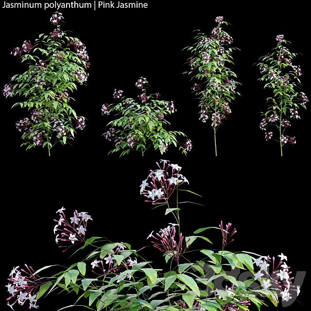 Jasminum polyanthum | Pink Jasmine 01 3DSMax File - thumbnail 1