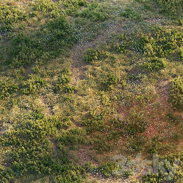 Forest grass 3d