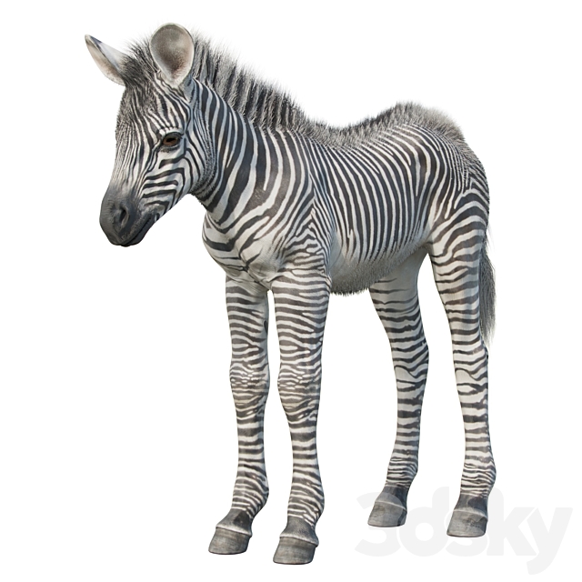 Baby zebra 3d
