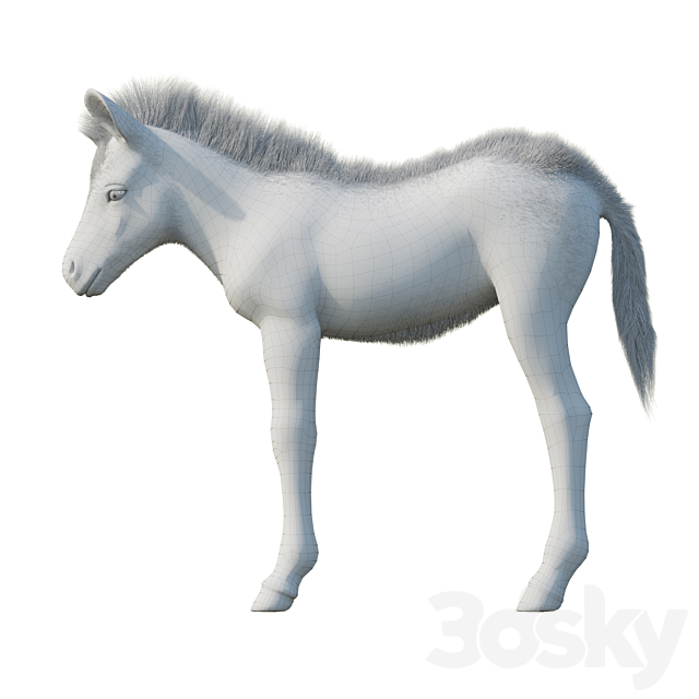 Baby zebra 3dsky