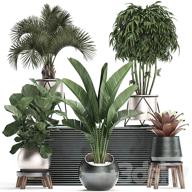 Collection of plants in modern luxury pots with Banana palm. Ficus Lirata. rapeseed. banana. bamboo. luxury. Set 463. 3DSMax File - thumbnail 1