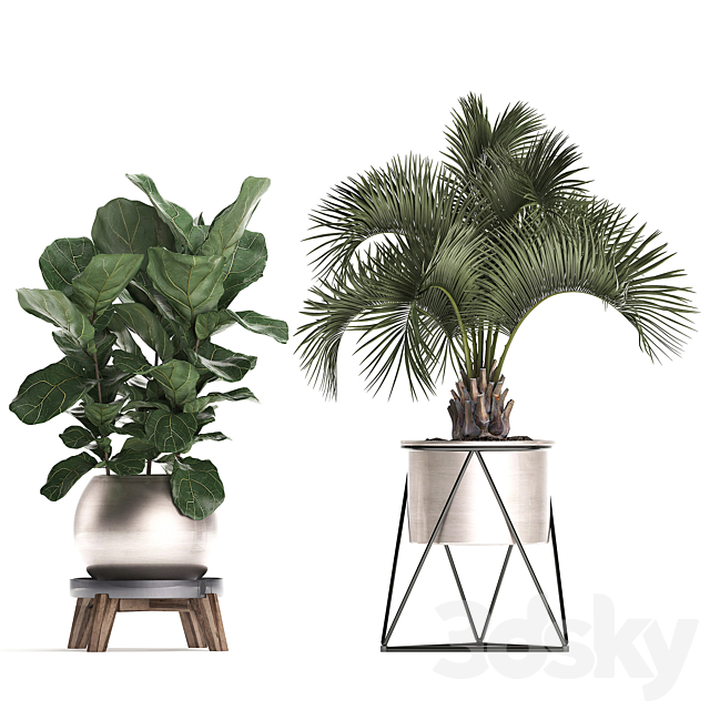 Collection of plants in modern luxury pots with Banana palm. Ficus Lirata. rapeseed. banana. bamboo. luxury. Set 463. 3DSMax File - thumbnail 2