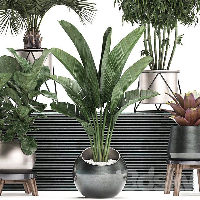Collection of plants in modern luxury pots with Banana palm. Ficus Lirata. rapeseed. banana. bamboo. luxury. Set 463. 3DSMax File - thumbnail 4