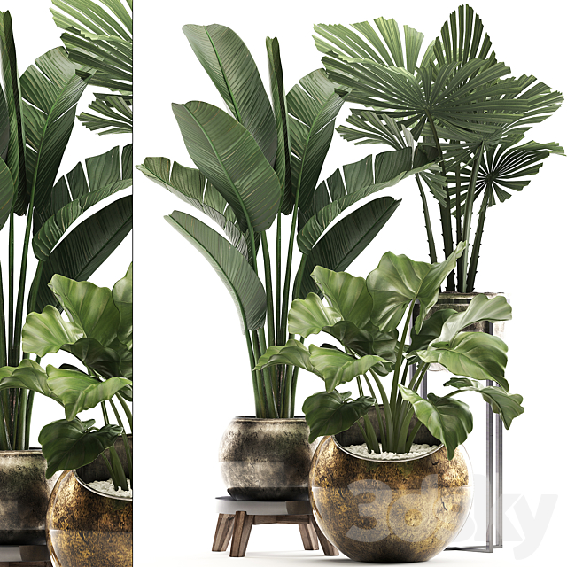 Collection of small plants in luxury pots with Licuala and banana bush. round flowerpot. Alokasia. strelitzia. Set 467. 3DSMax File - thumbnail 1