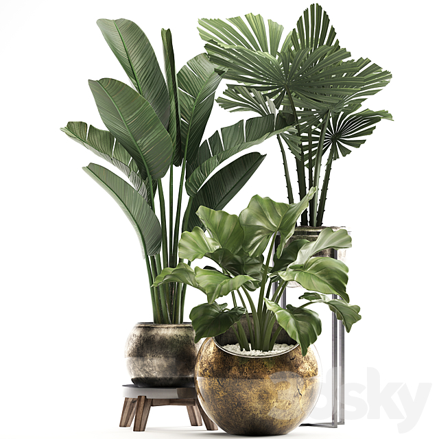 Collection of small plants in luxury pots with Licuala and banana bush. round flowerpot. Alokasia. strelitzia. Set 467. 3DSMax File - thumbnail 2