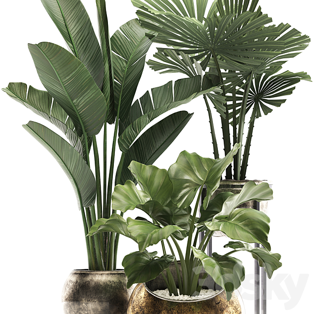 Collection of small plants in luxury pots with Licuala and banana bush. round flowerpot. Alokasia. strelitzia. Set 467. 3DSMax File - thumbnail 3