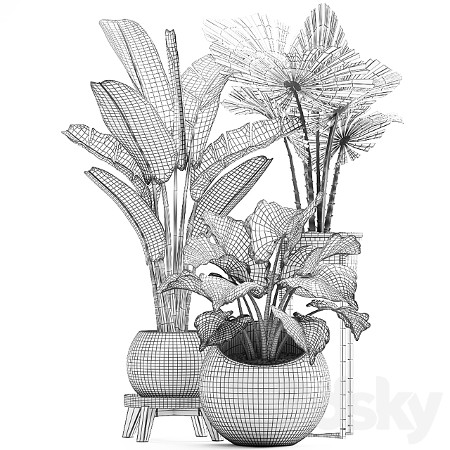 Collection of small plants in luxury pots with Licuala and banana bush. round flowerpot. Alokasia. strelitzia. Set 467. 3DSMax File - thumbnail 4