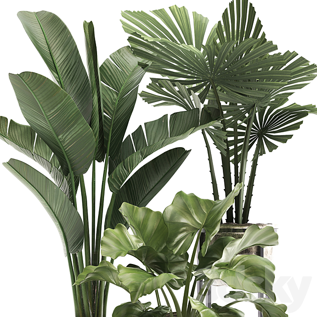 Collection of small plants in luxury pots with Licuala and banana bush. round flowerpot. Alokasia. strelitzia. Set 467. 3DSMax File - thumbnail 5
