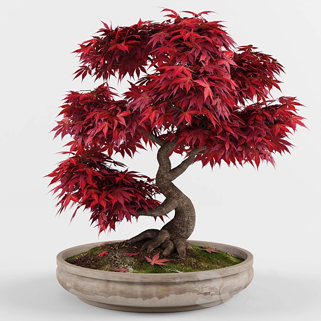 Bonsai japanese maple decorative tree 3DSMax File - thumbnail 1