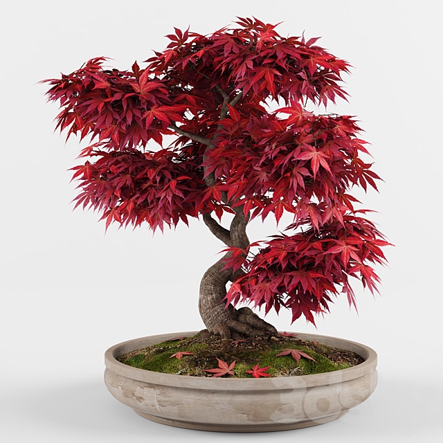 Bonsai japanese maple decorative tree 3DSMax File - thumbnail 2