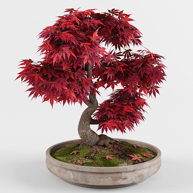 Bonsai japanese maple decorative tree 3DSMax File - thumbnail 3