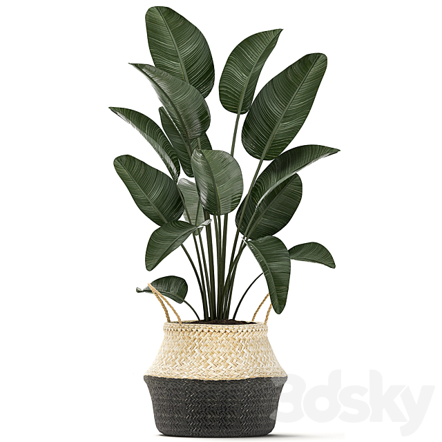 A small lush beautiful indoor Strelitzia in a black basket with handles with a banana palm. ravenala. Set 483. 3DSMax File - thumbnail 2