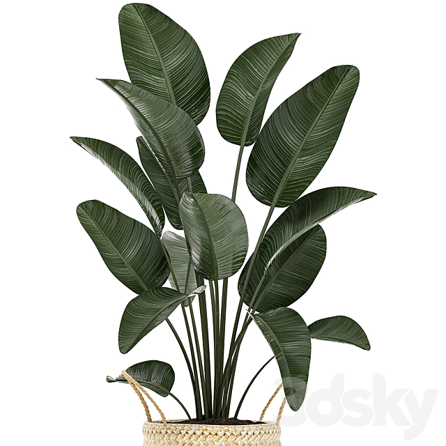 A small lush beautiful indoor Strelitzia in a black basket with handles with a banana palm. ravenala. Set 483. 3DSMax File - thumbnail 3