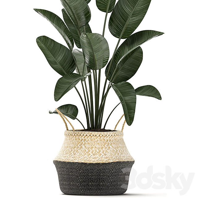 A small lush beautiful indoor Strelitzia in a black basket with handles with a banana palm. ravenala. Set 483. 3DSMax File - thumbnail 4