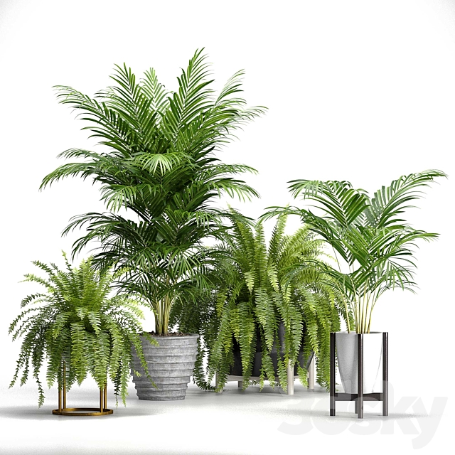 Set of plants No. 3 (Areca palm. fern) 3DSMax File - thumbnail 1