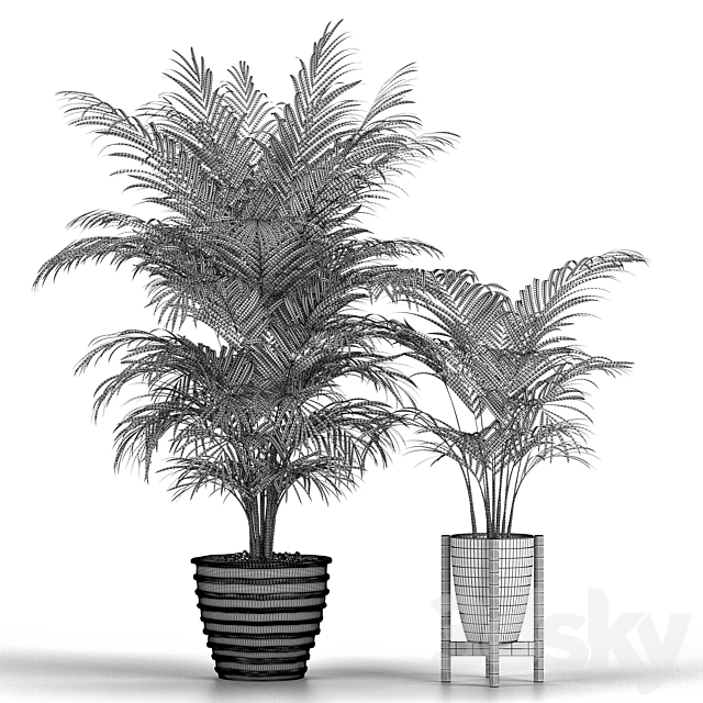 Set of plants No. 3 (Areca palm. fern) 3DSMax File - thumbnail 3