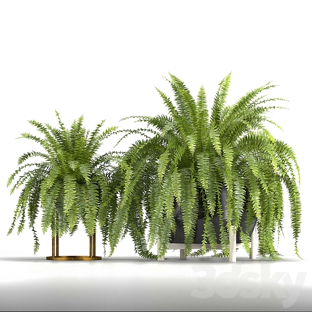 Set of plants No. 3 (Areca palm. fern) 3DSMax File - thumbnail 4