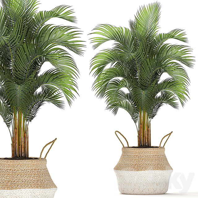 A collection of beautiful small ornamental plants in white baskets with handles with palm. Howea . Ficus lyrata. Set 486. 3d