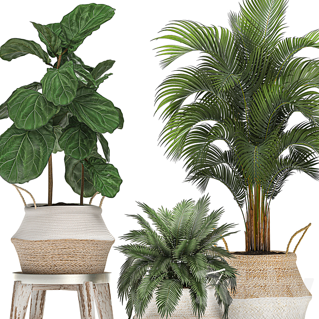 A collection of beautiful small ornamental plants in white baskets with handles with palm. Howea . Ficus lyrata. Set 486. 3dsky
