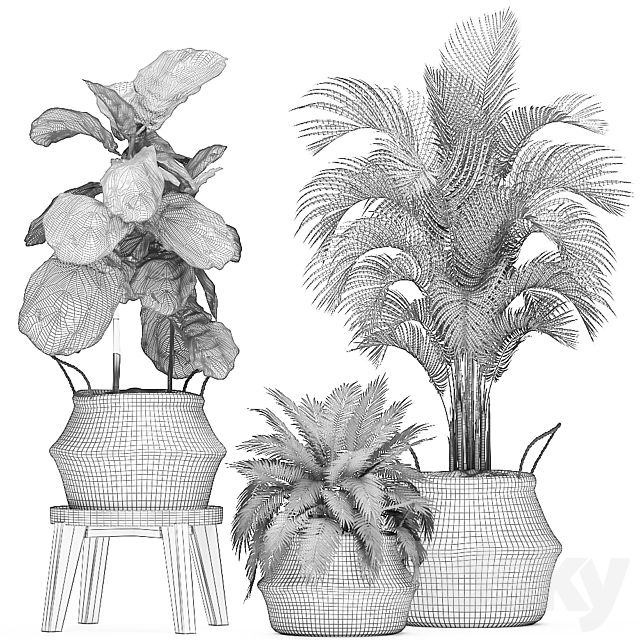 A collection of beautiful small ornamental plants in white baskets with handles with palm. Howea . Ficus lyrata. Set 486. 3dskyfree