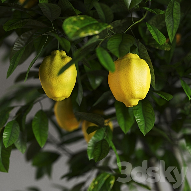 Lemons in clay pots 3DSMax File - thumbnail 3