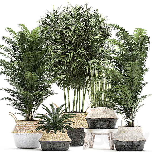 A collection of beautiful lush plants in white baskets with handles with thickets palm bamboo cicada horsetail. Set 489. Free Download