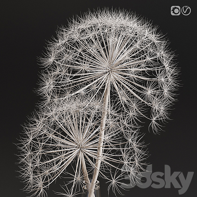 Decor set 13 Heracleum plant white 3d
