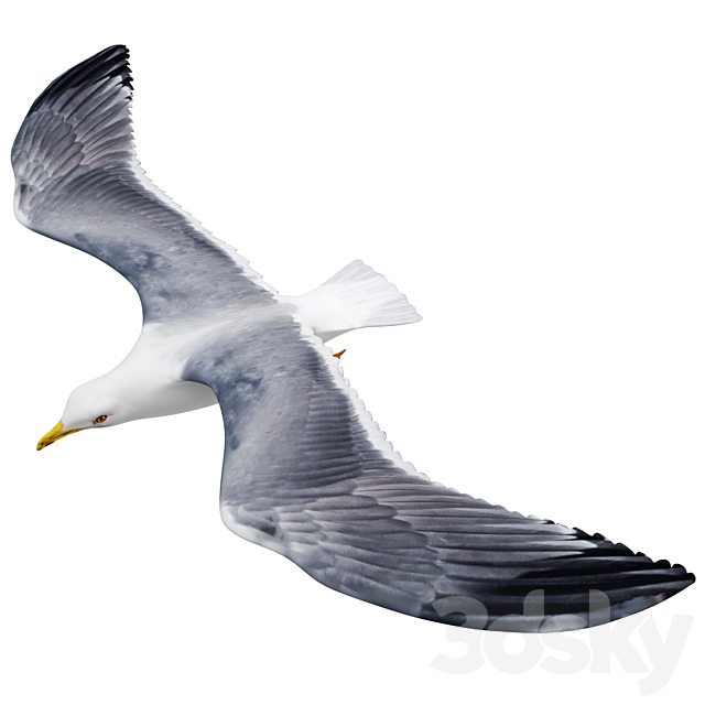 Seagull in flight 3d
