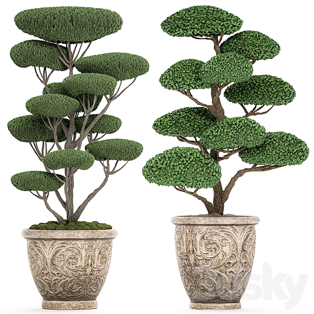 A collection of trees for the garden in classic outdoor pots with Topiary. bonsai. Nivaki. Set of 500. 3DSMax File - thumbnail 1