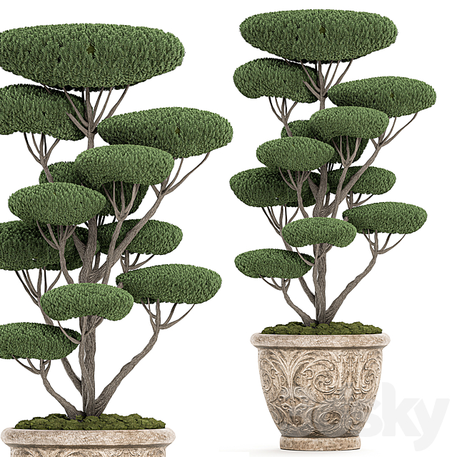 A collection of trees for the garden in classic outdoor pots with Topiary. bonsai. Nivaki. Set of 500. 3DSMax File - thumbnail 2