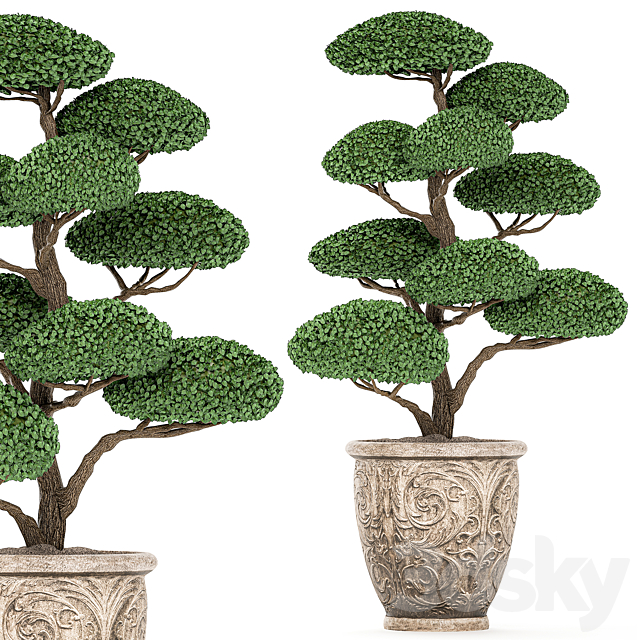 A collection of trees for the garden in classic outdoor pots with Topiary. bonsai. Nivaki. Set of 500. 3DSMax File - thumbnail 4