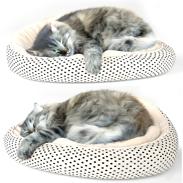 Cat 3d
