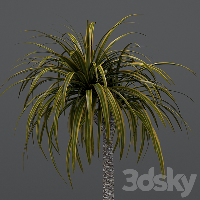Dracaena in a glass pot 3DS Max Model - thumbnail 2