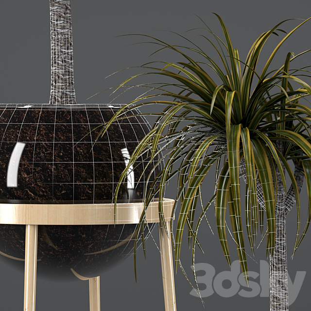 Dracaena in a glass pot 3DS Max Model - thumbnail 3