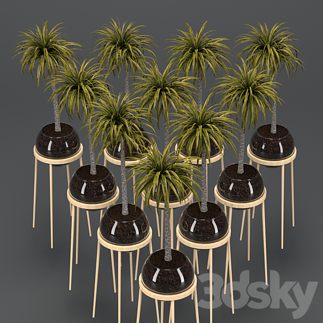 Dracaena in a glass pot 3DS Max Model - thumbnail 4