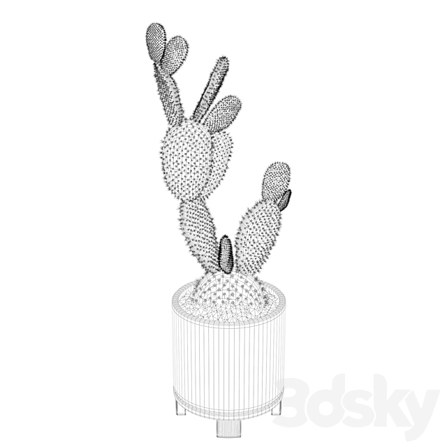 Plants collection 010 - Opuntia microdasys 01 3dsky