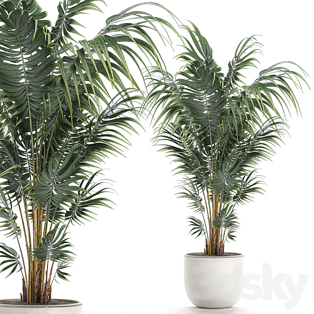 Beautiful decorative lush indoor palm tree in a white modern pot with Hovea. kentia. neanta. Set 518. 3DSMax File - thumbnail 1