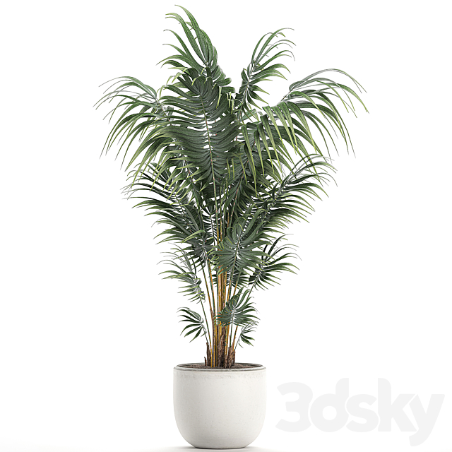 Beautiful decorative lush indoor palm tree in a white modern pot with Hovea. kentia. neanta. Set 518. 3DSMax File - thumbnail 2