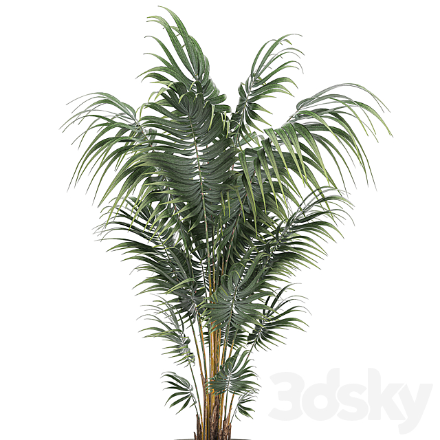 Beautiful decorative lush indoor palm tree in a white modern pot with Hovea. kentia. neanta. Set 518. 3DSMax File - thumbnail 3