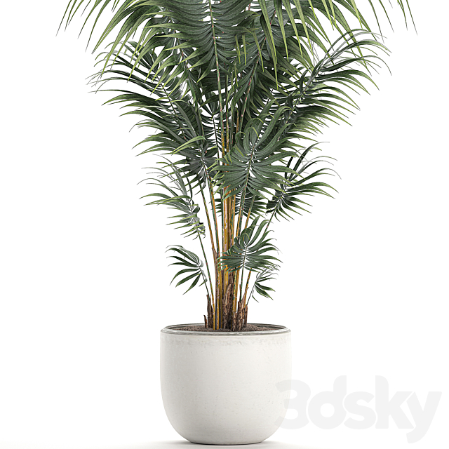 Beautiful decorative lush indoor palm tree in a white modern pot with Hovea. kentia. neanta. Set 518. 3DSMax File - thumbnail 4