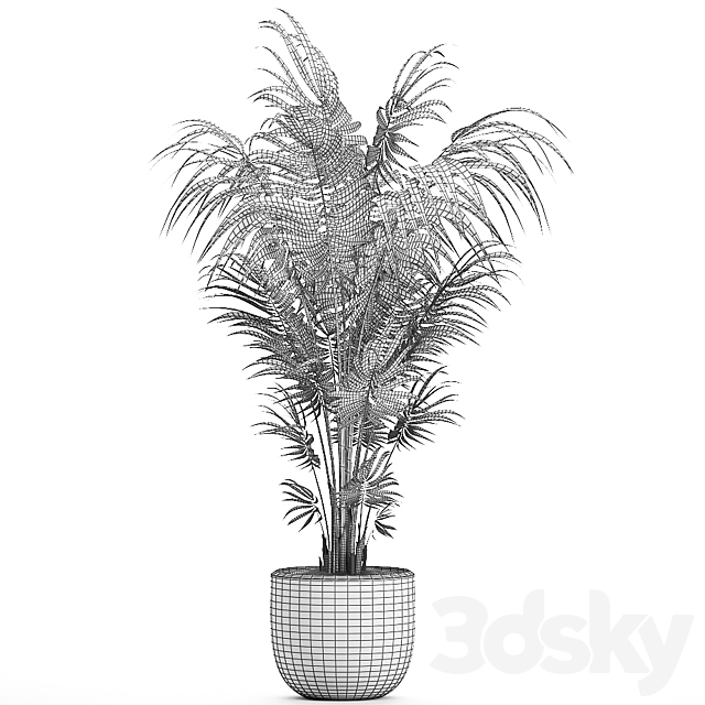 Beautiful decorative lush indoor palm tree in a white modern pot with Hovea. kentia. neanta. Set 518. 3DSMax File - thumbnail 5