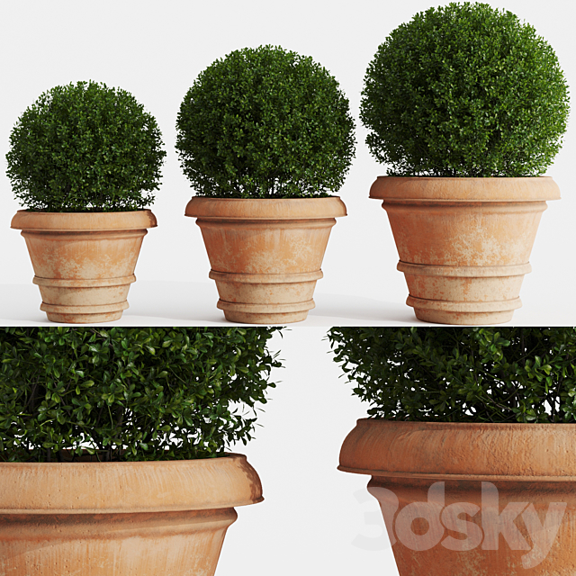 Boxwood evergreen in clay pots 3DSMax File - thumbnail 1