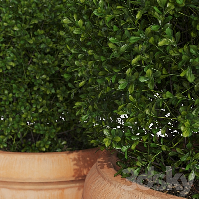 Boxwood evergreen in clay pots 3DSMax File - thumbnail 2