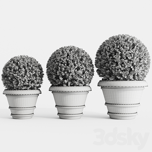 Boxwood evergreen in clay pots 3DSMax File - thumbnail 3