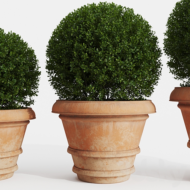 Boxwood evergreen in clay pots 3DSMax File - thumbnail 4