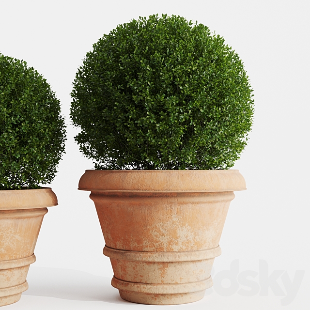 Boxwood evergreen in clay pots 3DSMax File - thumbnail 5