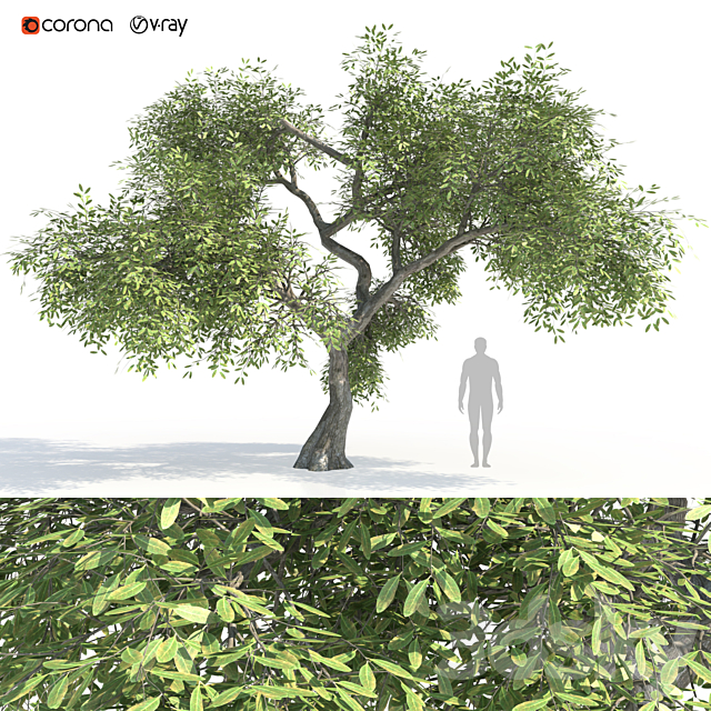 Green tree 2 3DSMax File - thumbnail 1