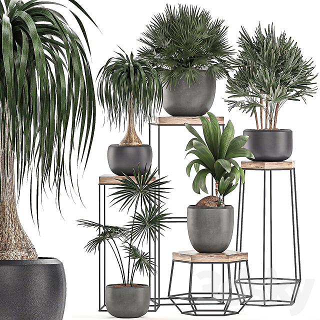 A collection of small plants in pots on stand tables with dracaena. rapeseed. palm. fan. coconut nutsifera. Set 525. 3DSMax File - thumbnail 1