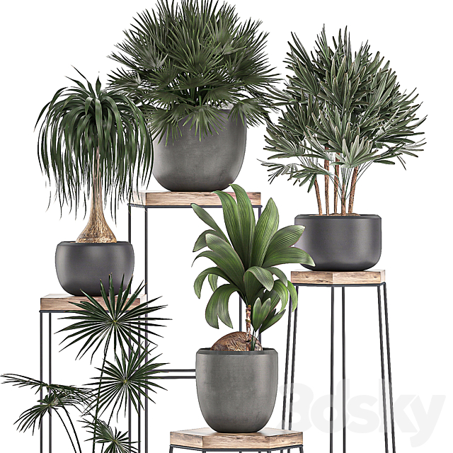 A collection of small plants in pots on stand tables with dracaena. rapeseed. palm. fan. coconut nutsifera. Set 525. 3DSMax File - thumbnail 2